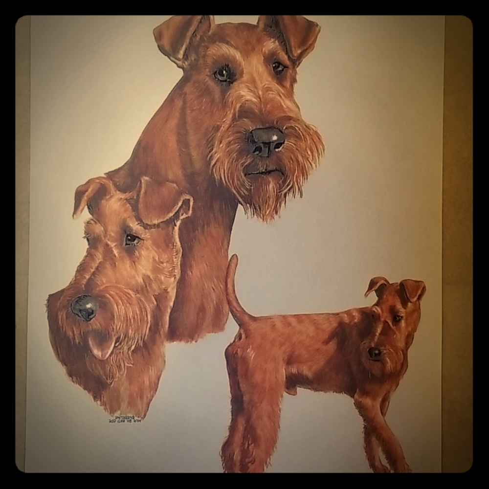 Large Airdale Terriers Heat Transfer